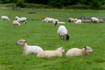 Fototapeta premium Cute sheep. Sheep on free grazing. Livestock farm, ecological production. Herd of sheep on green grass field