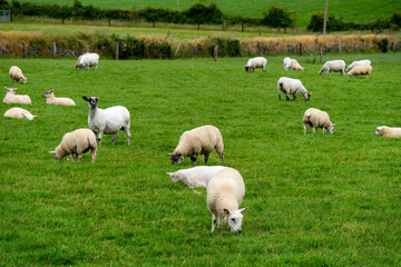 Fototapeta premium Cute sheep on a field. Sheep on free grazing. Livestock farm, ecological production. Herd of sheep on green grass field
