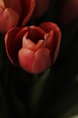 red rose on black background