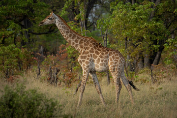 Eine Giraffe mit prächtiger Musterung läuft durch die Savanne des Okavango Delta in Botswana, Afrika