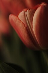 Fototapeta na wymiar red tulip closeup