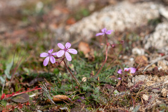 Shepherd's needle, beautiful and small flower in its natural environment of the Sierra de Guadarrama. Erodium cicutarium. With medical properties such as diuretic, alopecia, stomatitis, etc...