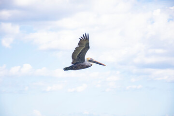 flaying pelican