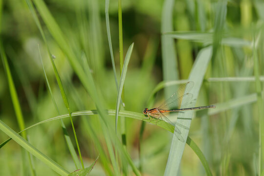 Eastern Forktail, female,  Ischnura verticalis, in grasses