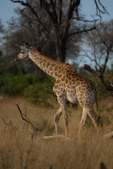 Eine Giraffe läuft durch das Grasland in der Savanne des Okavango Delta in Botswana, Afrika (Hochformat)