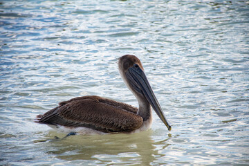 pelican