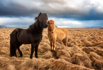 Two icelandic horses on a grass field during the winter in rural Iceland