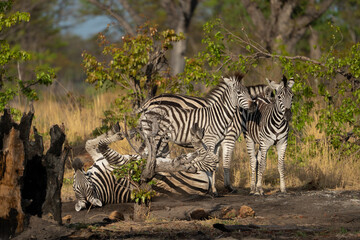 Eine Herde Zebras spielt zwischen Bäumen im Okavango Delta Botswana, Afrika
