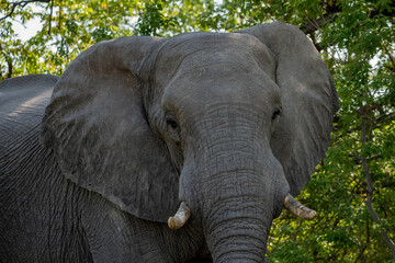 Nahaufnahme eines großen Elefanten mit Stoßzähnen aus Elfenbein und Rüssel, aufgenommen im Okavango Delta in Botswana, Afrika