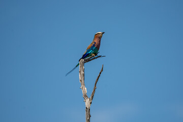 Eine bunte und farbenfrohe Gabelracke sitzt vor blauem Himmel auf einem toten Baum und blickt in...