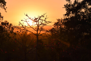 Beautiful orange yellow colored clear sky during the evening with sun and silhouette of many trees with flowers.