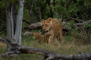 Eine Löwin streift mit ihrem Jungen / Nachwuchs durch den Busch im Okavango Delta in Botswana, Afrika