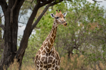 Eine Giraffe mit prächtiger Musterung steht unter einem Baum in der Savanne des Okavango Delta in Botswana, Afrika