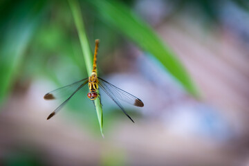 Gragonfly in rice field in summer in Japan