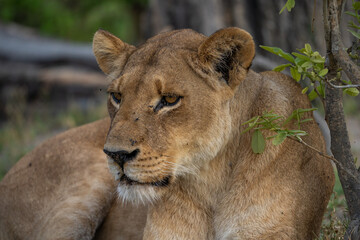Fototapeta na wymiar Eine Löwin lehnt an einem Busch im Okavango Delta in Botswana, Afrika