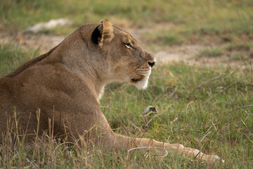 Eine Löwin liegt in der Savanne im Okavango Delta in Botswana, Afrika