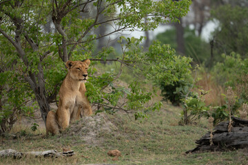 Naklejka na ściany i meble Eine Löwin sitzt unter einem Baum im Okavango Delta in Botswana, Afrika