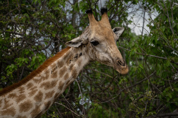 Der Kopf einer Giraffe mit prächtiger Musterung in der Savanne des Okavango Delta in Botswana, Afrika