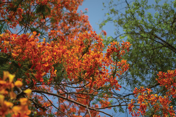 Beautiful colorful Gulmohar flowers also known Delonix regia is a species of flowering plant in the family Fabaceae.