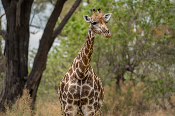 Eine Giraffe mit prächtiger Musterung steht in der Savanne des Okavango Delta in Botswana, Afrika (Querformat)
