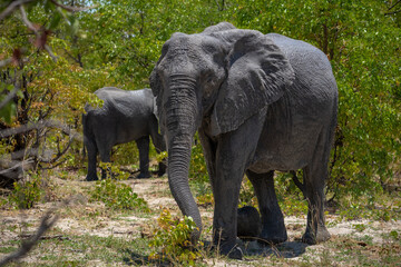 Fototapeta premium Eine Herde Elefanten steht zwischen dichten Bäumen und Büschen im im Okavango Delta in Botswana, Afrika