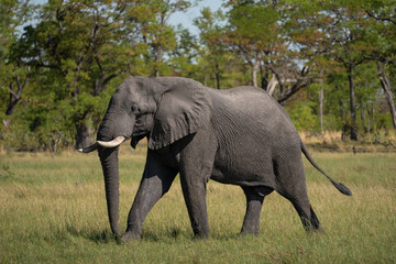 Fototapeta na wymiar Ein Elefant / Elefantenbulle läuft durch das grüne Gras in der Savanne des Okavango Delta in Botswana, Afrika