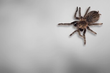 Black scary spider sitting on the desk