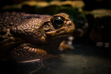 big Toad  closeup portrait