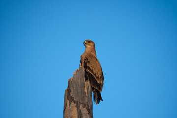 Ein Adler sitzt auf sitzt auf einem abgebrochenen Baum vor blauem Himmel in Botswana, Afrika