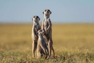 Nahaufnahme einer Gruppe Erdmännchen vor blauem Himmel, aufgenommen im Makgadikgadi Pans National...