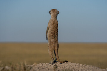Ein Erdmännchen steht aufrecht und hält Ausschau nach Raubtieren, aufgenommen im Makgadikgadi...