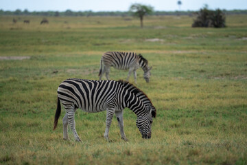 Fototapeta na wymiar Zwei Zebras grasen im Makgadikgadi Pans National Park in Botswana, Afrika