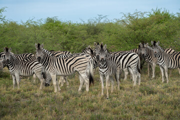 Fototapeta na wymiar Eine Herde von Zebras auf einer Safari im Makgadikgadi Pans National Park in Botswana, Afrika