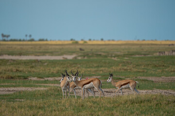 Naklejka na ściany i meble Eine Herde von Springbok im Grasland der Savanne im Makgadikgadi Pans National Park in Botswana, Afrika