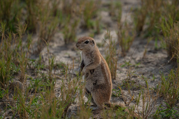 Naklejka na ściany i meble Ein Borstenhörnchen / Erdhörnchen sitzt auf dem trockenen Boden in der Kalahari Wüste Botswana, Afrika