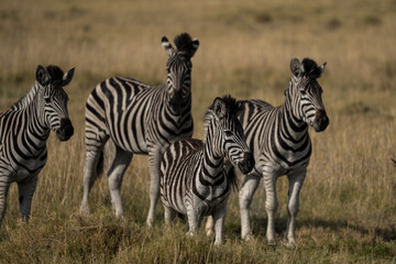 Fototapeta na wymiar Vier Zebras im Grasland der Savanne im Makgadikgadi Pans National Park in Botswana, Afrika