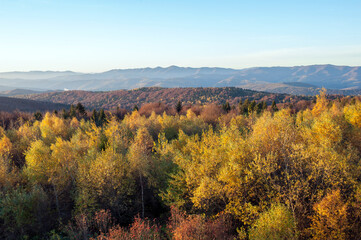 Fototapeta premium Autumn in the forest, colorful forest and sunny day.