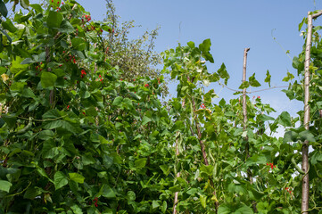 Fototapeta na wymiar Common bean (Phaseolus vulgaris) blooms in open ground in the garden