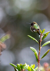 Anna's Hummingbird (Calypte anna)