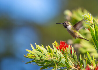 Anna's Hummingbird (Calypte anna)