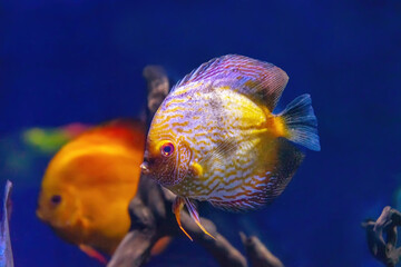 Beautiful bright yellow fish in the aquarium, Symphysodon discus. Tropical fish on the background...