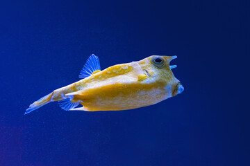 Cowfish, Lactoria cornuta swims in the aquarium. Yellow tropical longhorn cow fish swimming in blue...