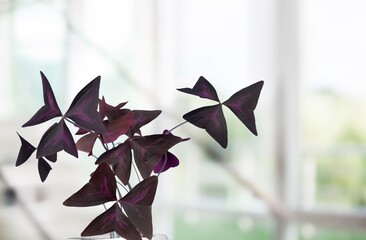 Fresh leaves of house plant on background