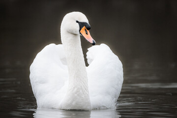 Fototapeta premium White swan. A mute swan (Cygnus olor) has white plumage. The mute swan is swimming in the water into a camera. Water has a dark color. Close-up portrait.