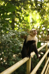 Rainforest Monkey 