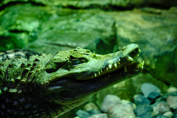 Head young crocodile with teeth sticking out mouth.