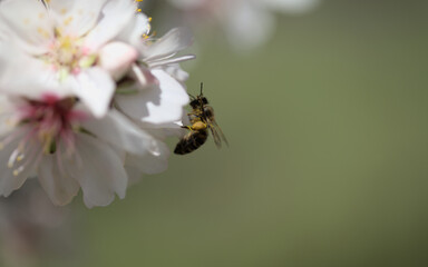 Horticulture of Gran Canaria -  almond trees blooming
