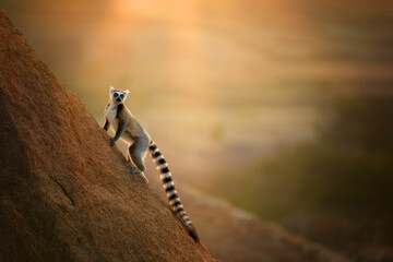 Ring-tailed lemur, Lemur catta, running on the edge of the rock against rays of setting sun. Lemur...