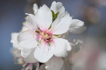 Horticulture of Gran Canaria -  almond trees blooming in Tejeda, macro floral background