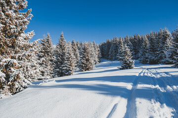 Alpine mountains landscape with white snow and blue sky. Sunset winter in nature. Frosty trees under warm sunlight.  Hiking winter to kralova hola, low tatras slovakia landscape © Zedspider